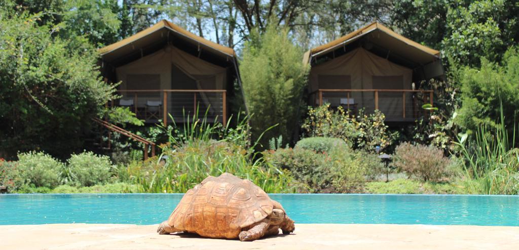 Wildebeest Eco Camp Luksusowy namiot